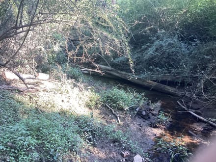 Lumas Road Tract, Beauregard Parish, 80 Acres ≠