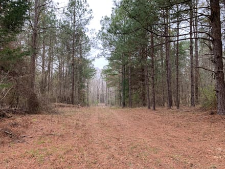 Mock Timber Tract, Union Parish, 167 Acres +/-