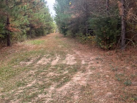 Union Texas Road Tract, Bossier Parish, +/- 140 Acres