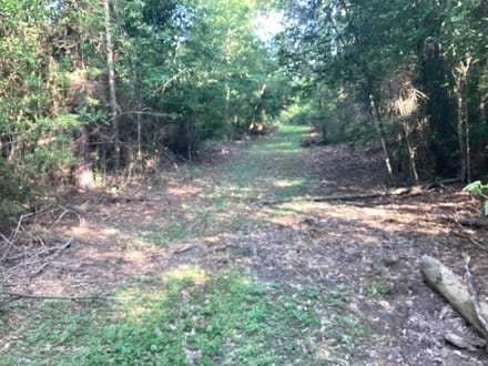 Lumas Road Tract, Beauregard Parish, 80 Acres ≠