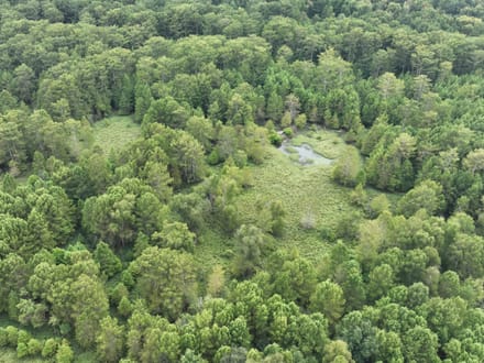 Bodcau Bayou Ducks and Bucks, Lafayette County, 352 Acres +/-