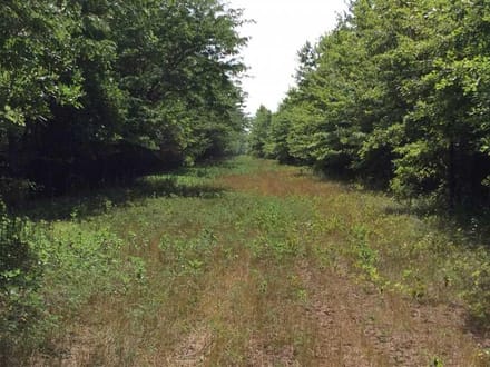 Cypress Tract, Natchitoches Parish, 1175 Acres +/-