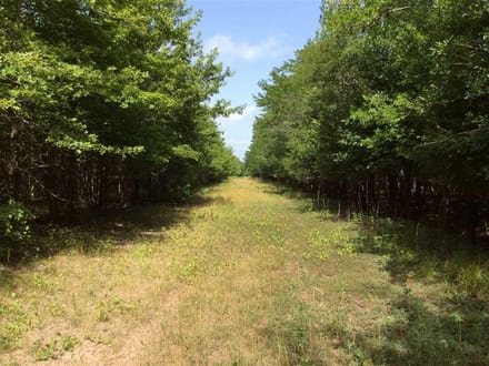 Cypress Tract, Natchitoches Parish, 1175 Acres +/-