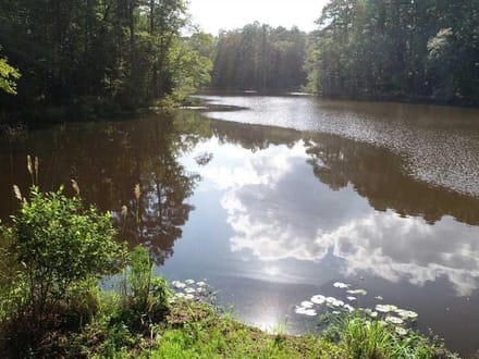 Harmon and Greenwald Tracts of Union Parish, 1,046 Acres +/- LAUNIOJKJP1046