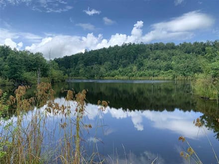 Broadmoor Timber Tract, Hot Spring County, AR, 1,148 Acres +/-