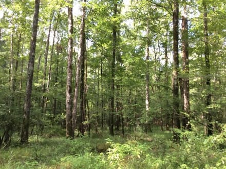 Rosemary Road - Pearl River Tract, Hinds County, MS, 1,531 Acres +/-