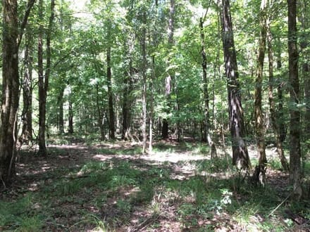 Rosemary Road - Pearl River Tract, Hinds County, MS, 1,531 Acres +/-