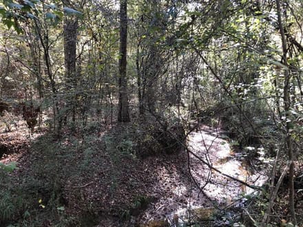 Red Bluff Road Tract, DeSoto Parish, 525 Acres +/-