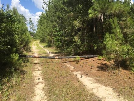 Beckom Tract, Sabine Parish, 191 Acres +/-