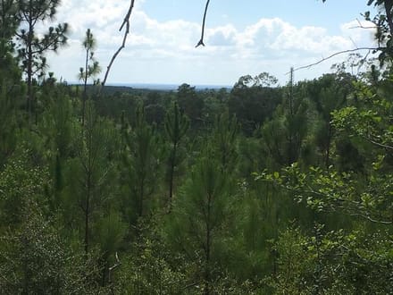 Beckom Tract, Sabine Parish, 191 Acres +/-