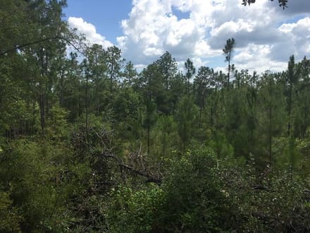 Beckom Tract, Sabine Parish, 191 Acres +/-