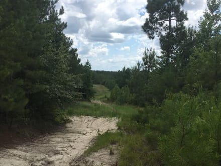 Beckom Tract, Sabine Parish, 191 Acres +/-