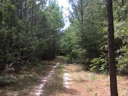 Beckom Tract, Sabine Parish, 191 Acres +/-