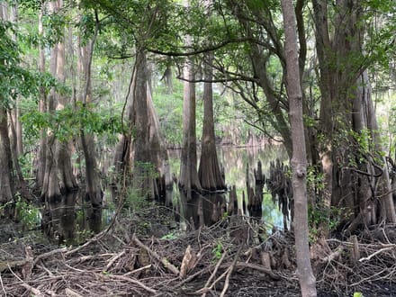 Bodcau Bayou, Bossier, 40ac+/-