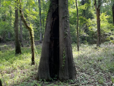 Bodcau Bayou, Bossier, 40ac+/-