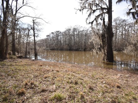 Bodcau Bluffs of East Bossier Parish, LA, 418 +/- acres