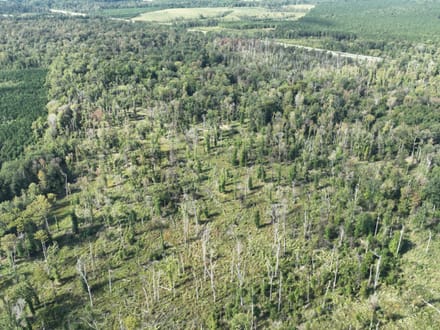 Ansley Hardwood Tract South, Jackson Parish, 268 Acres +/-