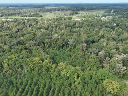 Ansley Hardwood Tract North, Jackson Parish, 296 +/-