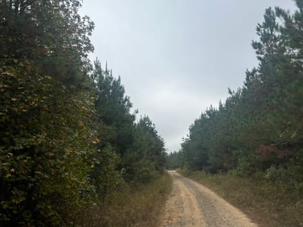 Union Texas Road Tract, Bossier Parish, +/- 140 Acres