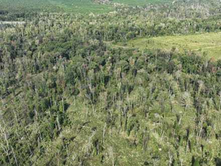 Ansley Hardwood Tract South, Jackson Parish, 268 Acres +/-