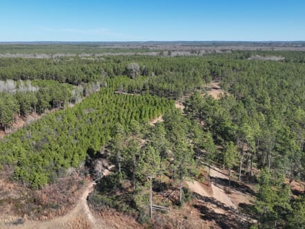Mill Creek Tract in Red River Parish,  331 Acres +/-