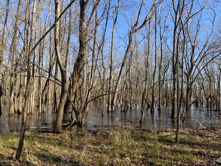 French Fork Tract, LaSalle Parish, 158 Acres +/-