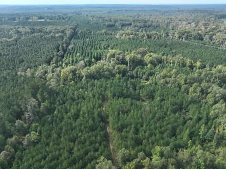 Ansley Hardwood Tract North, Jackson Parish, 296 +/-