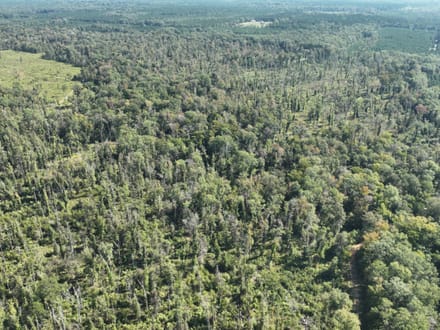 Ansley Hardwood Tract South, Jackson Parish, 268 Acres +/-