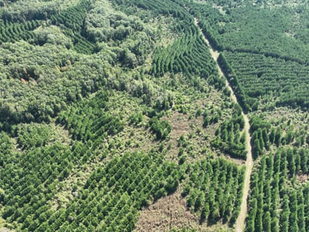 Ansley Hardwood Tract South, Jackson Parish, 268 Acres +/-