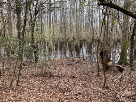 Mock Timber Tract, Union Parish, 167 Acres +/-