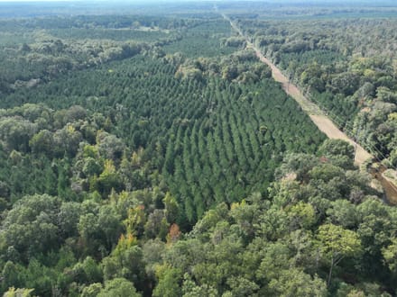 Ansley Hardwood Tract North, Jackson Parish, 296 +/-