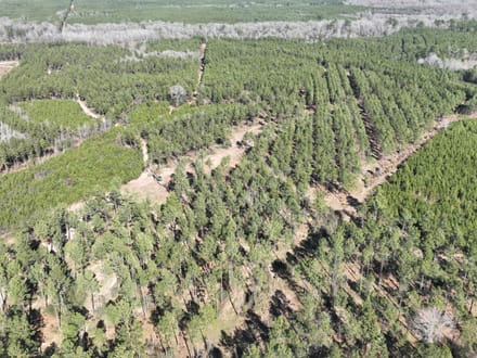 Mill Creek Tract in Red River Parish,  331 Acres +/-