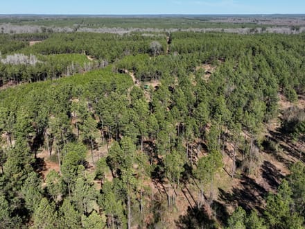 Mill Creek Tract in Red River Parish,  331 Acres +/-