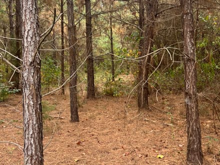 Union Texas Road Tract, Bossier Parish, +/- 140 Acres