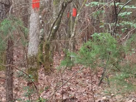 Acadia Land LLC, Bienville Parish, 137 Acres +/-