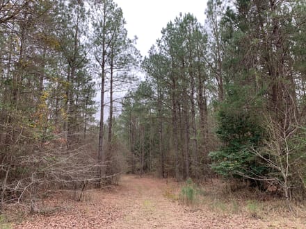 Mock Timber Tract, Union Parish, 167 Acres +/-