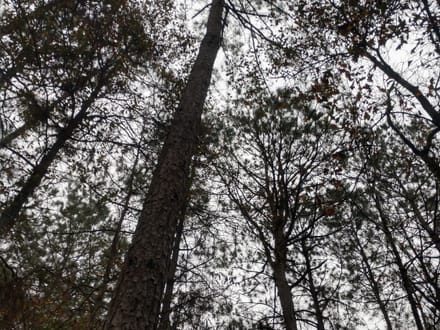 Acadia Land LLC, Bienville Parish, 137 Acres +/-