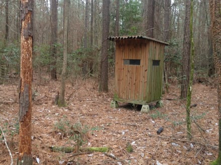 Acadia Land LLC, Bienville Parish, 137 Acres +/-