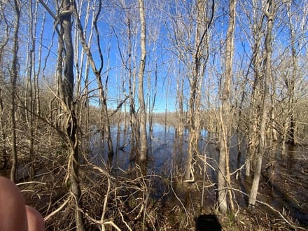 French Fork Tract, LaSalle Parish, 158 Acres +/-