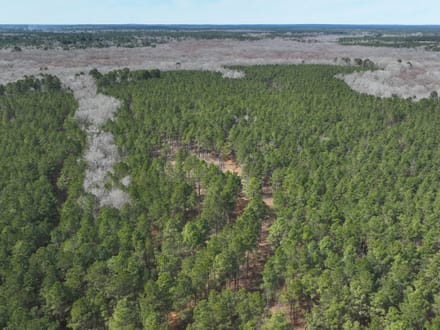 Bodcau Bluffs of East Bossier Parish, LA, 418 +/- acres