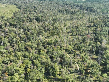 Ansley Hardwood Tract South, Jackson Parish, 268 Acres +/-