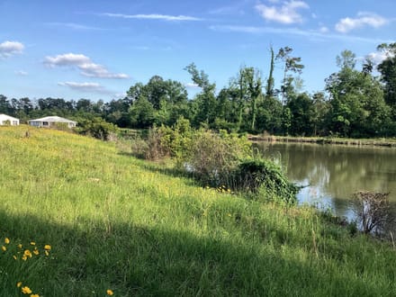 Lumas Road Tract, Beauregard Parish, 80 Acres ≠