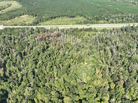 Ansley Hardwood Tract South, Jackson Parish, 268 Acres +/-