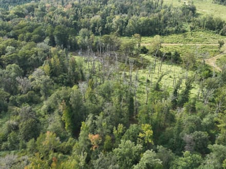 Ansley Hardwood Tract North, Jackson Parish, 296 +/-