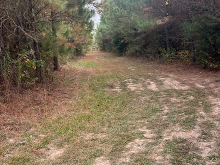 Union Texas Road Tract, Bossier Parish, +/- 140 Acres